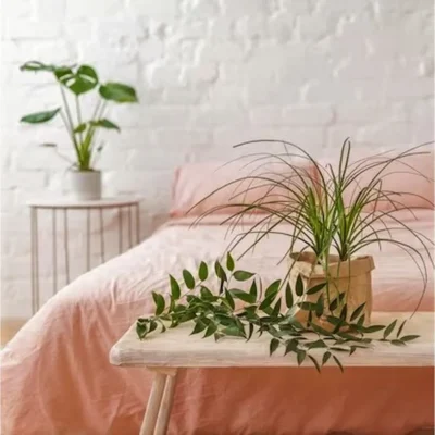Cearceaf de pat Kotonia Home, 100% bumbac, Olandina color, 220x240 cm, somon - imagine 2